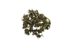 Small Buds Purple Kush CBD