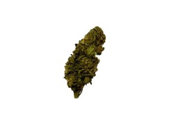Tropicana Cookie CBD