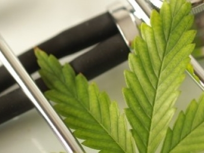 Utilisation du cannabis médical pour soulager les seniors