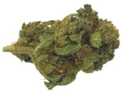 Présentation de la fleur Sinsemilla