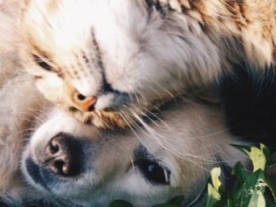 Les effets du CBD sur le stress des animaux