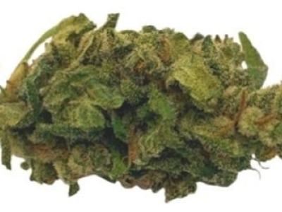 Présentation de la fleur Katharina