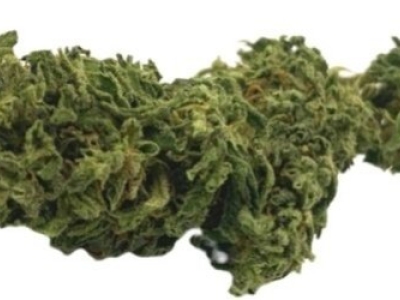 Présentation de la fleur CBD bio variété CS bio