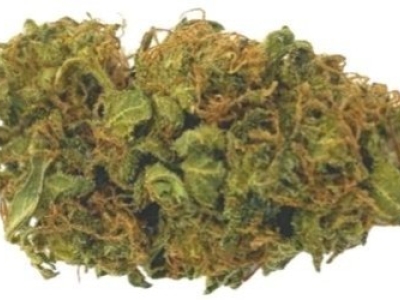 Présentation de la fleur Leopold