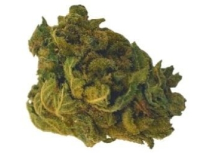 Présentation de la fleur Friedrich