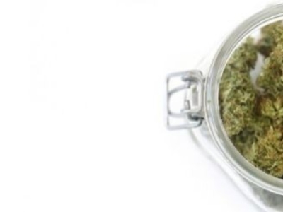 Quelle est la meilleure fleur de CBD ? 