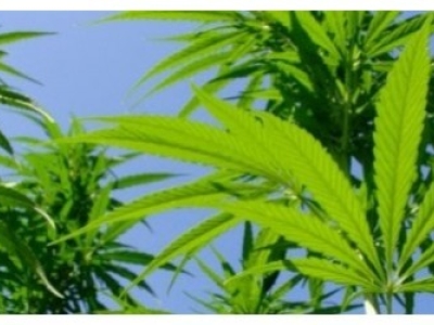 Point sur la légalité du CBD en France