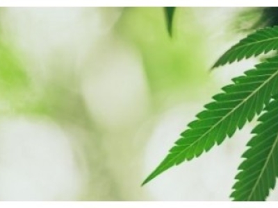 Pourquoi le CBD est - il à la mode ? 