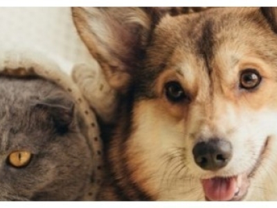 Les bienfaits de l’huile de CBD pour les animaux