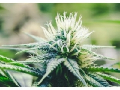 FAQ sur la fleur de CBD