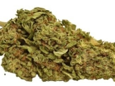 Présentation de la fleur de CBD AK 47