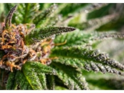 Quelles sont les fleurs de CBD les plus puissantes ? (force 5/5 et 4/5) 