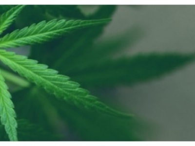 Quelles fleurs de CBD / CBG choisir pour mieux dormir?