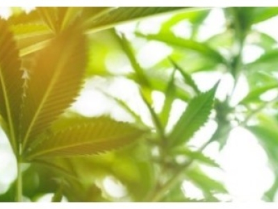 Quelle fleur de CBD choisir ? 