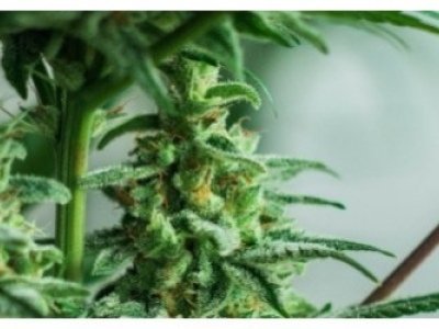  Différences entre les fleurs de  CBD indoor et les fleurs de CBD outdoor