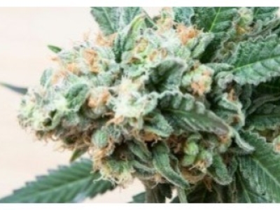 Comment conserver les fleurs de CBD et CBG ?