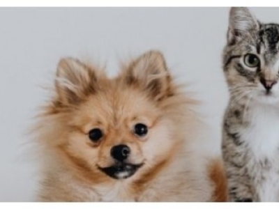 Le CBD pour les animaux