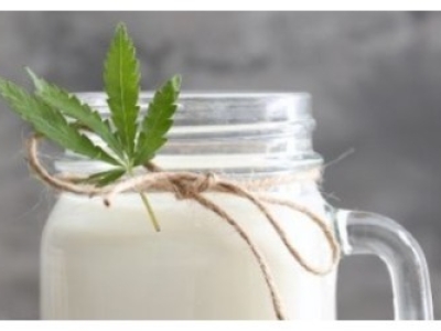 Lait de chanvre maison 