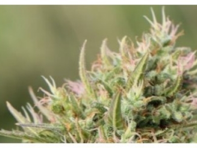 Découvrez les 10 fleurs de CBD les plus populaires