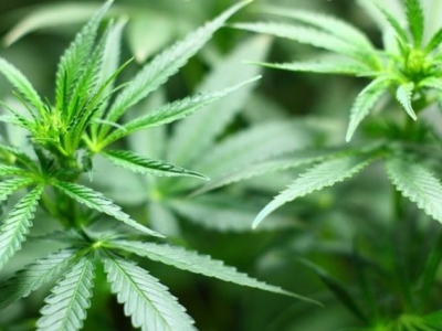 Les différents types de cultures des fleurs de CBD