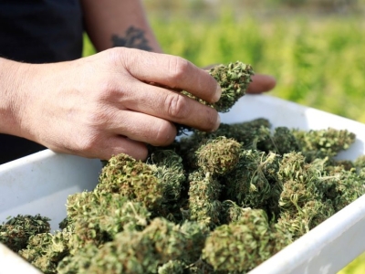 Guide CBD pour les débutants