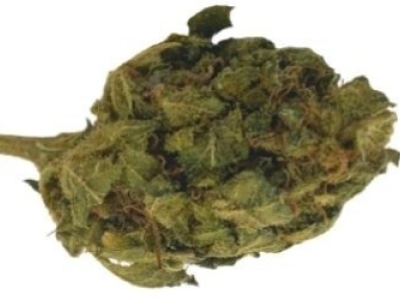 Présentation de la fleur de CBD Elisabeth 