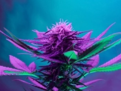 Les variétés de cannabis Kush