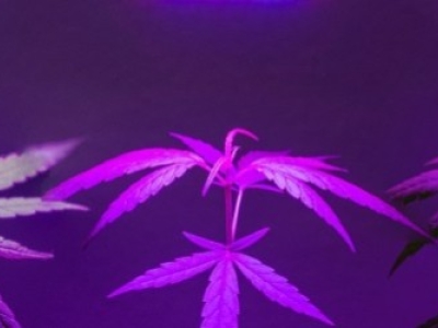 Cultiver du CBD en France en 2025