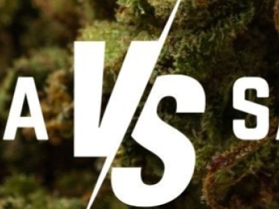 Indica vs Sativa : Quelle est la différence ?
