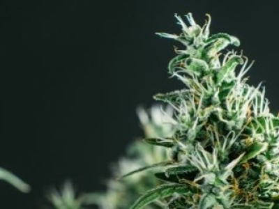 Les fleurs hydroponiques CBD 