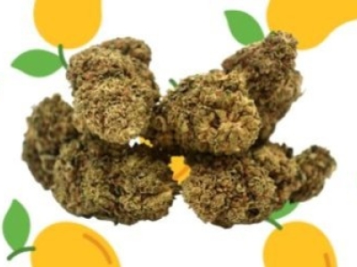 Présentation de la fleur Mango Haze Indoor CBD 