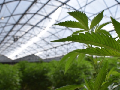 Greenhouse : Guide complet pour une agriculture durable