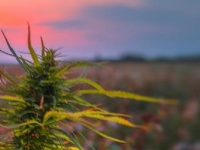 Les effets du CBD sur l'organisme 