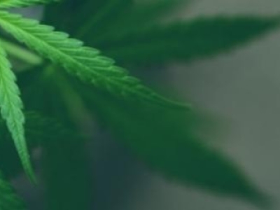 Qui peut consommer du CBD ?