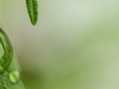 Quelle est la différence entre le CBD et le cannabis ?