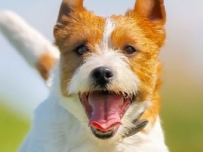 Les bienfaits du CBD pour les chiens