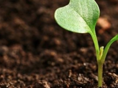 Zoom sur la Ferme du CBD Bio De Pigerolles x Le Point Chanvre