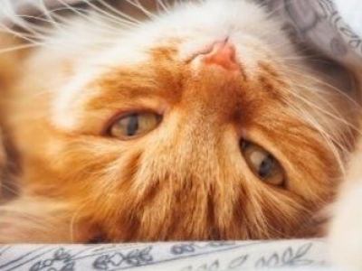 Les bienfaits du CBD pour les chats 