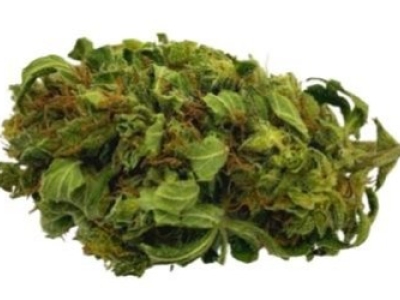 Présentation de la fleur Lemon Haze