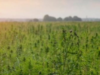 Pourquoi est-il de plus en plus facile d'acheter du CBD en France ?