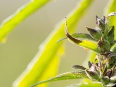 À quoi sert le chanvre ? 