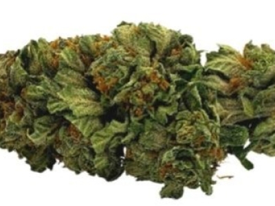 Présentation de la fleur CBG Orange