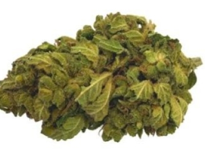 Présentation de la fleur Blackberry