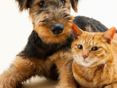 Huile de chanvre pour Chien et Chat