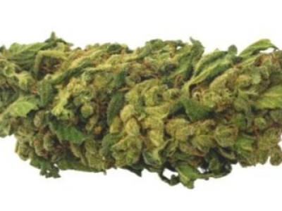 Présentation de la fleur CBD Gelato 