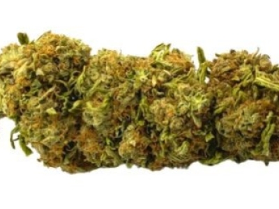 Présentation de la fleur CBG Dream